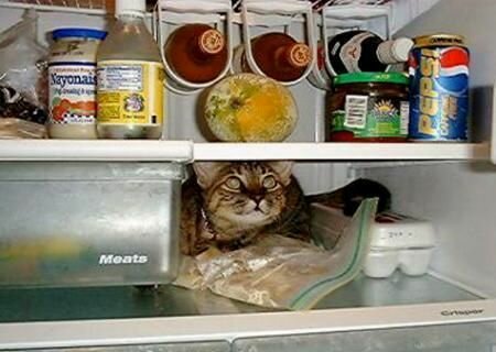 Ворищка в холодильнике - 1