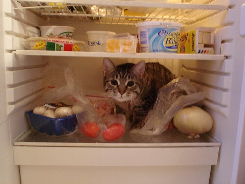 Ворищка в холодильнике - 2