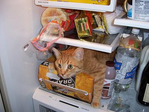 Ворищка в холодильнике - 5