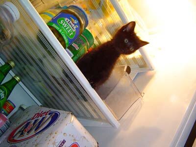 Ворищка в холодильнике - 6