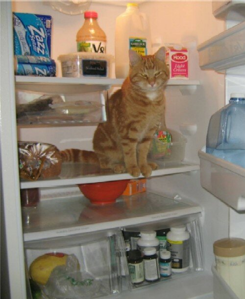 Ворищка в холодильнике - 7