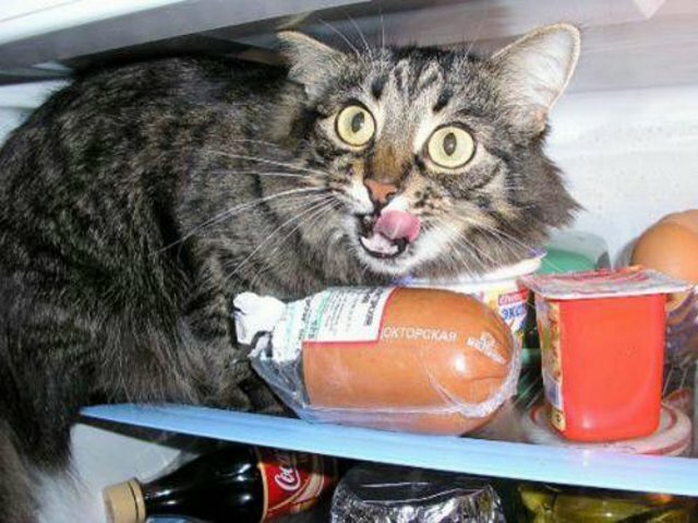 Ворищка в холодильнике - 8